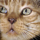 ¡Jonesy! Ven... gatito bonito...